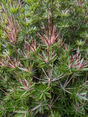 Cyathodes platystoma