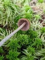 Psilocybe fuscofulva