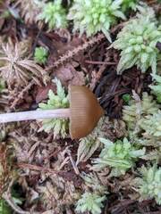 Psilocybe fuscofulva