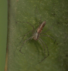 Peucetia rubrolineata