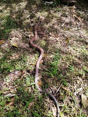 Phrynonax poecilonotus