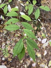 Euonymus