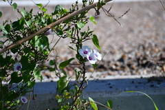 Ipomoea amnicola