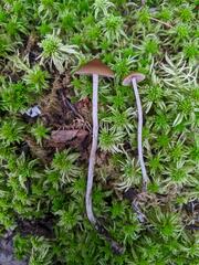 Psilocybe fuscofulva