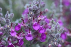 Teucrium marum