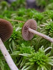 Psilocybe fuscofulva