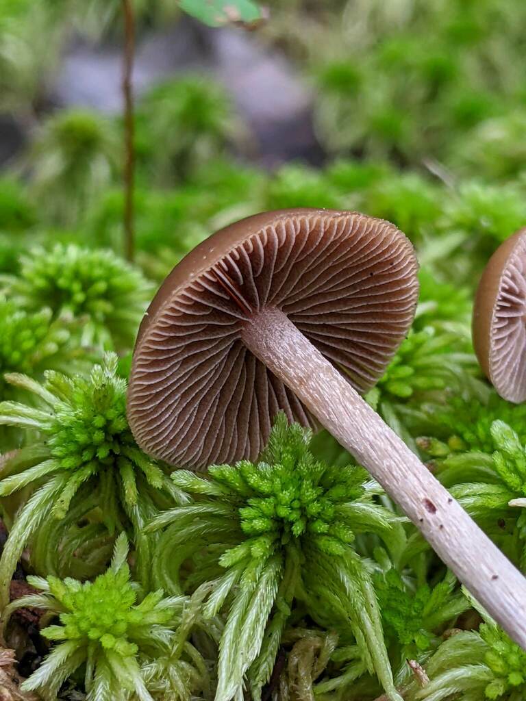 Psilocybe fuscofulva