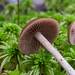 Psilocybe fuscofulva - Photo (c) Alex Hood, some rights reserved (CC BY-NC), uploaded by Alex Hood