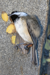 Poecile atricapillus