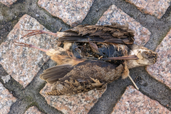 Scolopax minor