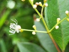 Myrcia guianensis