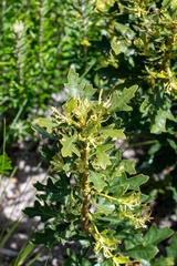 Morella quercifolia