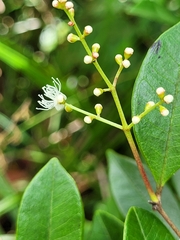 Myrcia guianensis
