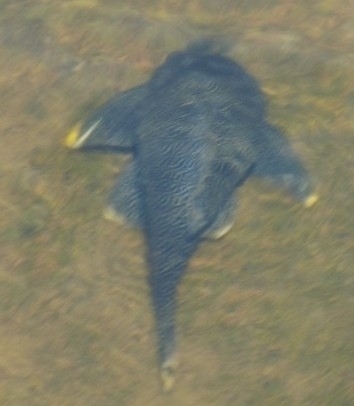 Myers' Pleco