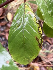 Stigmella rhamnella