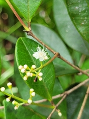 Myrcia guianensis