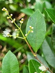Myrcia guianensis