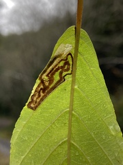 Stigmella rhamnella