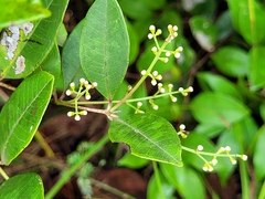 Myrcia guianensis
