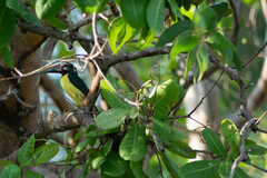 Pteroglossus viridis