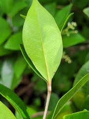 Myrcia guianensis