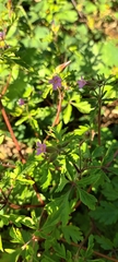 Geranium purpureum