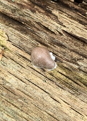 Reticularia splendens