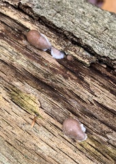Reticularia splendens