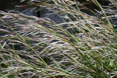 Schizachyrium littorale