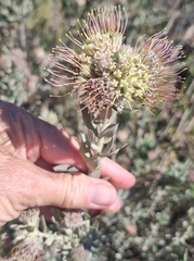 Leucospermum calligerum