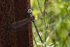Gomphaeschna furcillata