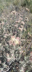 Leucospermum calligerum
