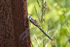 Gomphaeschna furcillata