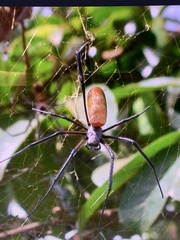 Trichonephila fenestrata