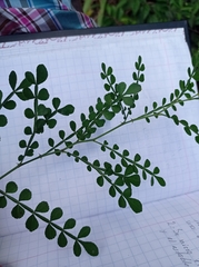 Zanthoxylum fagara