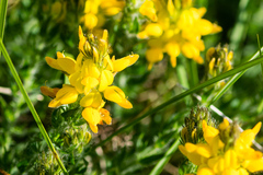 Genista tournefortii