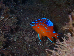 Hypsypops rubicundus