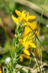 Genista tournefortii
