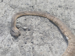 Pareas carinatus