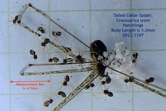 Crossopriza lyoni