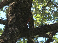 Sittasomus griseicapillus