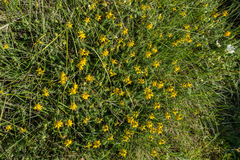 Genista tournefortii