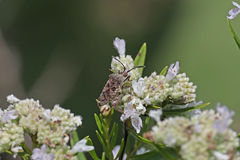 Merocoris