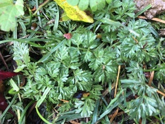 Apiaceae