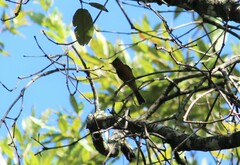 Mitrephanes phaeocercus