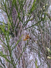 Polistes flavus