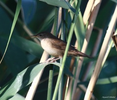 Locustella luscinioides