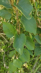 Stigmaphyllon bonariense