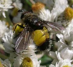 Xanthoepalpus bicolor