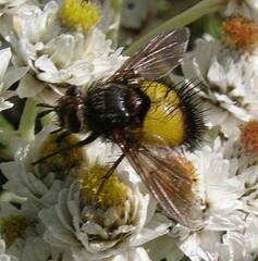 Xanthoepalpus bicolor